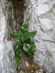 Asplenium sagittatum