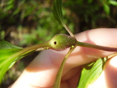 Procecidochares alani