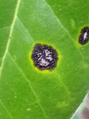 Cephaleuros parasiticus