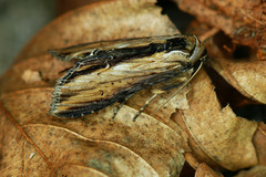 Cucullia lychnitis