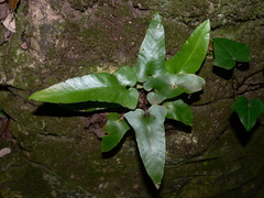 Asplenium sagittatum