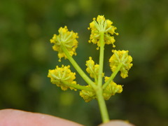 Lomatium swingerae