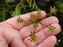 Lomatium swingerae
