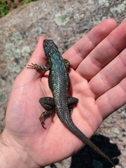 Sceloporus occidentalis