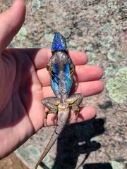Sceloporus occidentalis