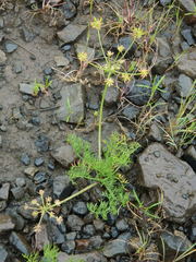 Lomatium swingerae