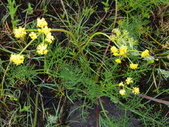 Lomatium swingerae