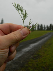 Lomatium swingerae