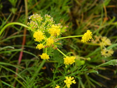 Lomatium swingerae