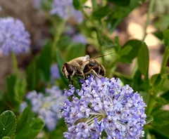 Eristalis tenax