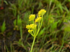 Lomatium swingerae