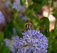 Eristalis tenax