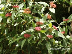 Viburnum urceolatum