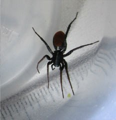 Castianeira occidens