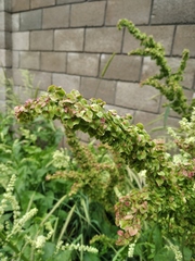 Rumex patientia orientalis