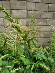 Rumex patientia orientalis