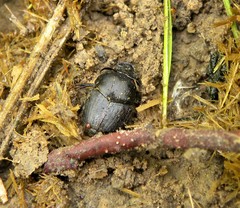 Onthophagus taurus