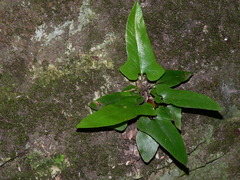 Asplenium sagittatum