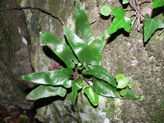 Asplenium sagittatum