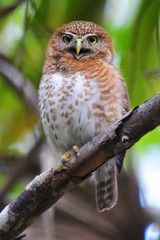 Glaucidium siju