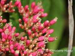 Viburnum urceolatum