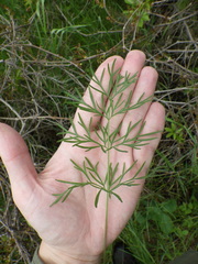 Kadenia dubia