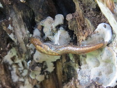 Prophysaon vanattae