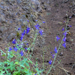 Delphinium patens
