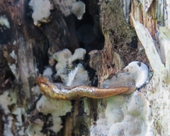 Prophysaon vanattae