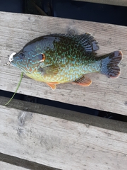 Lepomis gibbosus × cyanellus