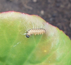 Thaumetopoea processionea