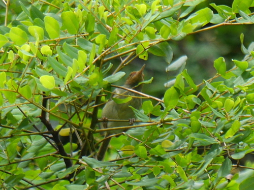 Olive-backed Tailorbird (Orthotomus sepium), photo 9