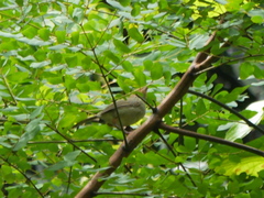 Orthotomus sepium