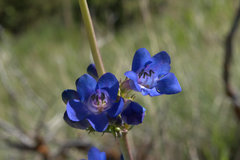 Penstemon subglaber