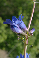 Penstemon subglaber