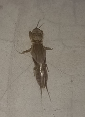 Gryllotalpa orientalis