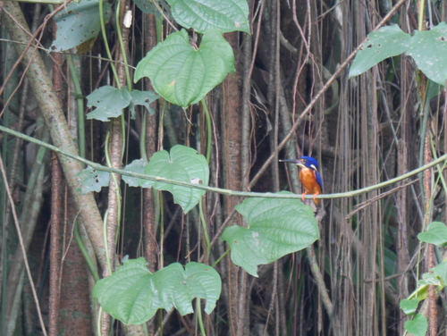 Alcedo meninting