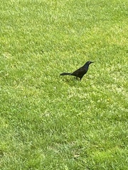 Quiscalus quiscula stonei