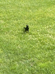 Quiscalus quiscula stonei