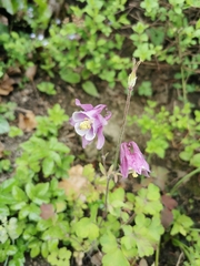 Aquilegia atrata