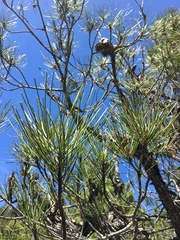 Pinus muricata