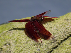 Neurothemis ramburii
