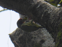 Psilopogon haemacephalus roseus