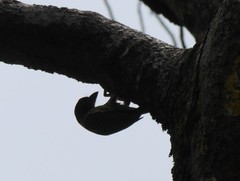 Psilopogon haemacephalus roseus