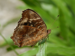 Junonia erigone