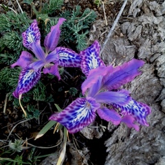 Iris tigridia