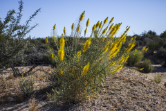 Stanleya pinnata pinnata