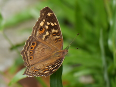Junonia erigone