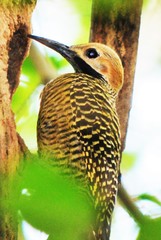 Colaptes fernandinae