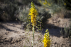 Stanleya pinnata pinnata